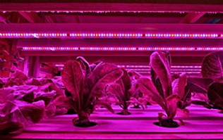 ����� ������ �����